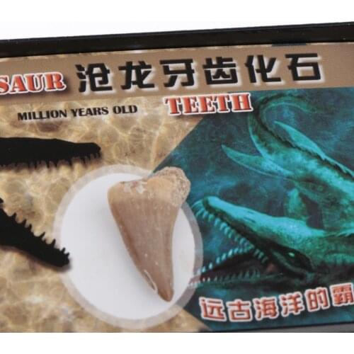 Animal Dinosaur Mosasaur Tooth Fossils Specimen Science Learning Educational