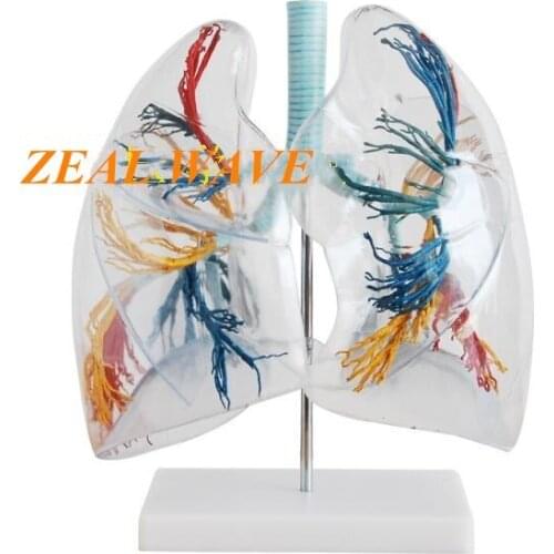 Transparent Lung Segment Model Lung Anatomy Bronchial Tree Respiratory Model Specimen Human Lung Model
