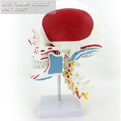 CMAM/12337 Skull, cervical vertebra, muscle point, Plastic Skull Medical Anatomical Model