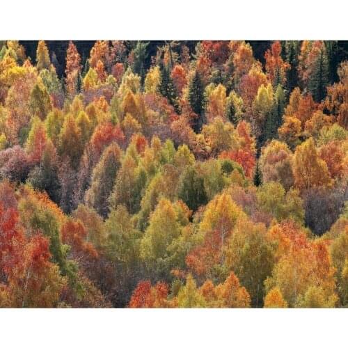 Gatyztory Forest Frame DIY Painting By Numbers Handpainted Landscape Oil Painting Canvas Colouring Modern Home Art