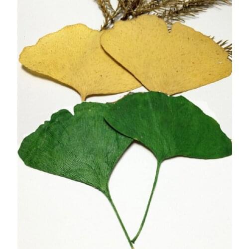 100pcs Pressed Dried Ginkgo Biloba Maidenhair Leaf Flower Plants Herbarium Jewelry Pendant Bracelet Earrings Making Accessories