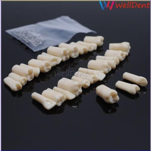 Dentist Resin Teeth Exam Preparation Teaching Adult Tooth in Vitro Model 32Pcs 28pcs Tooth Dental Materials