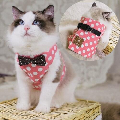 Studyset Products For Cats