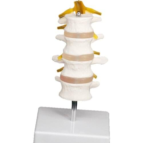 Life Four Three Section Lumbar Spine Skeleton Model with Stand Medical Teaching Training Aid