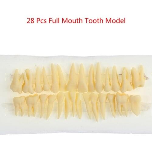 28 PCS / Bag Dental Resin Simulation Tooth Model High Quality For Dentistry Exam Preparation Teaching Studying Dentist Tools