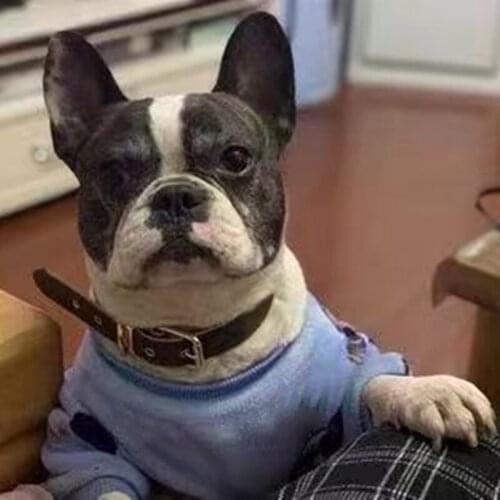 New French Bulldog Leather Collar Leash Set for Small Medium Large Dogs Puppy Outdoor Pet Dog Pug Leading Accessories MGL08