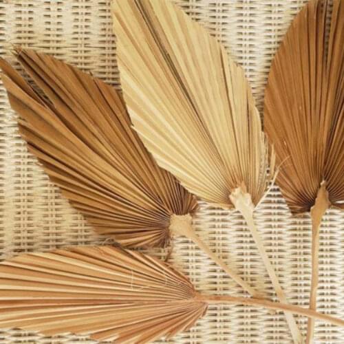 2021 New Hot 1PC Dried Flower Natural Pu Fan Leaf For DIY Home Shop Hotel Wedding Party Display Decoration DIY Artifical Craft