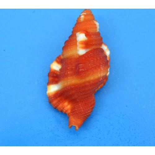 Natural Nautical Spiral Seashell For Glass Bottle Fish Tank DIY Handmade Home Decoration Accessories Beach Crafts