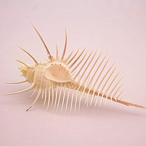 HappyKiss Natural conch shell coral screw for maecenas screw decoration gift new crafts