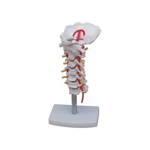 Model belt cervical vertebra mdoel skeleton model