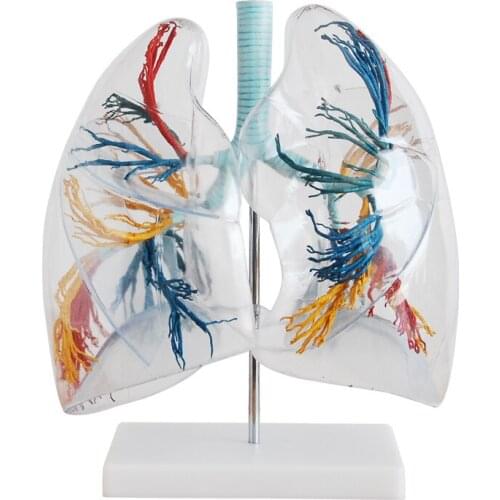 2X Transparent lung segment model lung anatomy bronchial tree model Thoracic Surgery Respiratory specimens human lung model