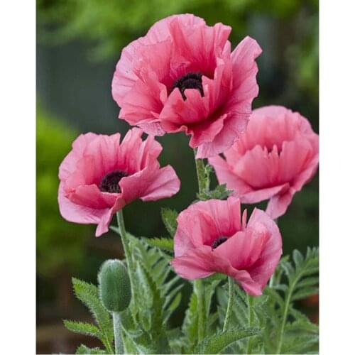 New 5D Diy Diamond Painting Cross Stitch Full Square Mosaic Rhinestones Diamond Embroidery Flower vase Decor Painting gift FZ663