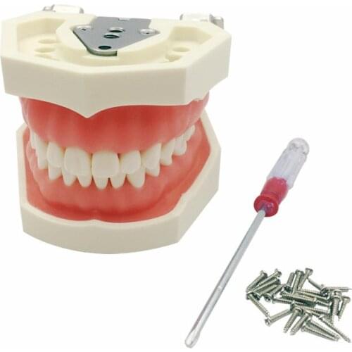 1 Set Dental Teaching Model Soft Gum Teeth Model Standard Model with 28 Screw-in Teeths for Dental Clinic