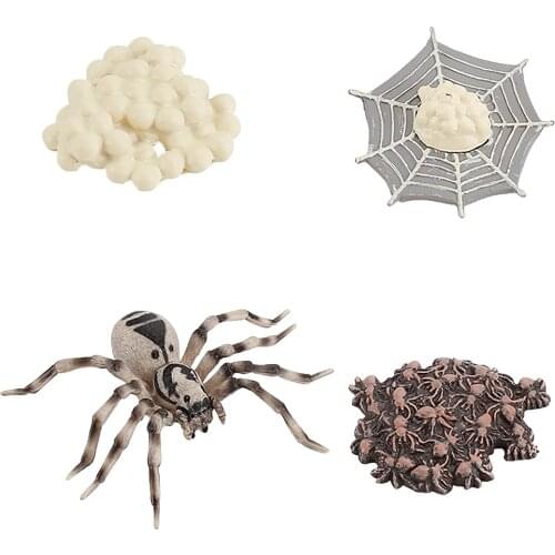 Kids Cognitive Educational Toys Simulation Animal Insect Model Mini Animal spider Growth Cycle Ornament