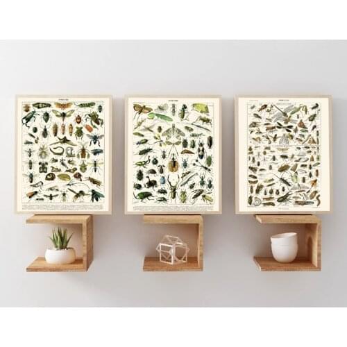 French Insect Chart Biology Posters and Prints Beautiful Bugs Insects Pictures Vintage Wall Art Canvas Painting Office Decor