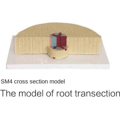 SM4 root cross section model