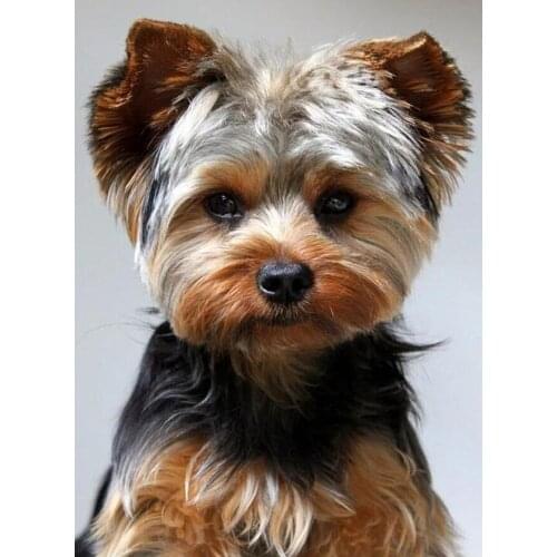 JMINE Div 5D Teddy Dog Full Diamond Painting cross stitch kits art High Quality Animal 3D paint by diamonds