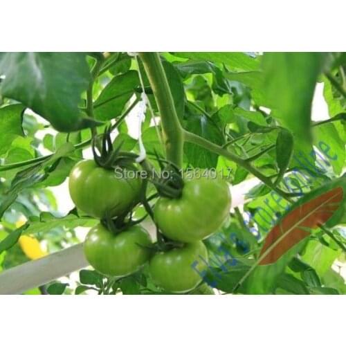 1000pcs plastic peduncle hang hooks plant fastener plant vines Tomato melon cucumber Flower Vegetable Farming hang hook Clip