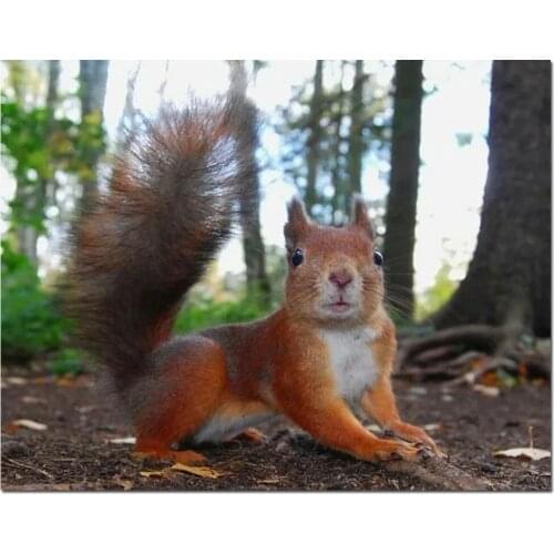 Full square round drill 5d diy diamond painting squirrel mosaic embroidery diamond cross stitch animal cute wildlife home decor