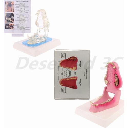 Transparent Dog Teeth Jaw Tooth Model Anatomical Teaching Demonstration Canine
