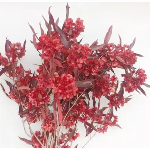 Ocedes Home And Garden Products