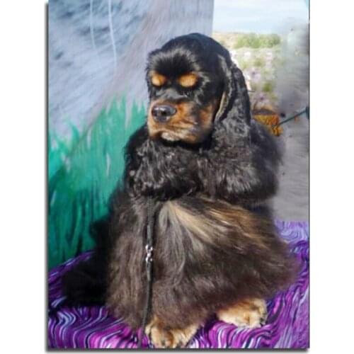 Peter ren Full Diamond embroidery painting Coloring by numbers DIY 5d square Diamond mosaic with picture American Cooker Spaniel