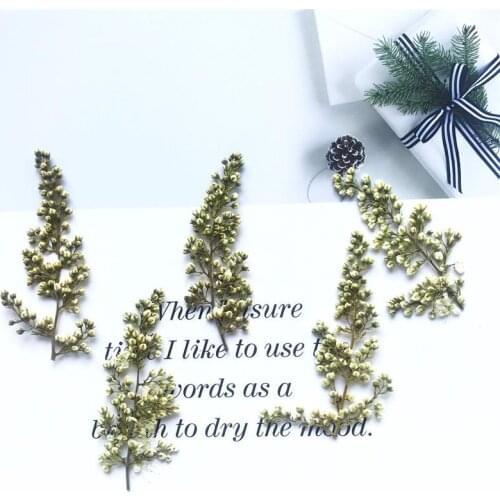 Pearl Bud Embossed Dried Flower Suitable For DIY Mobile Phone Case Photo Frame Pendant Earring Material