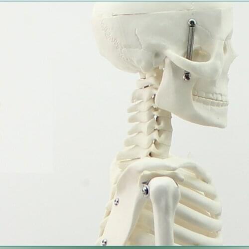 Medical standard 85cm human skeleton model human body model
