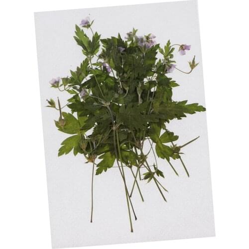 12 Pieces Natural Pressed Dried Flowers Dried Flowers Agrimony