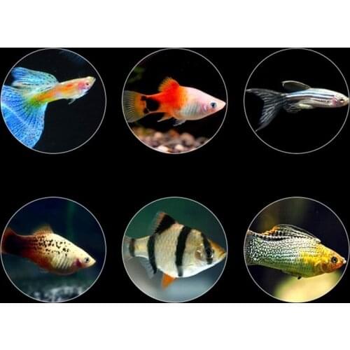 250ml Ornamental Cichlid Pellets Goldfish Carp Guppies Tropical Feed Fishes Food GXMA