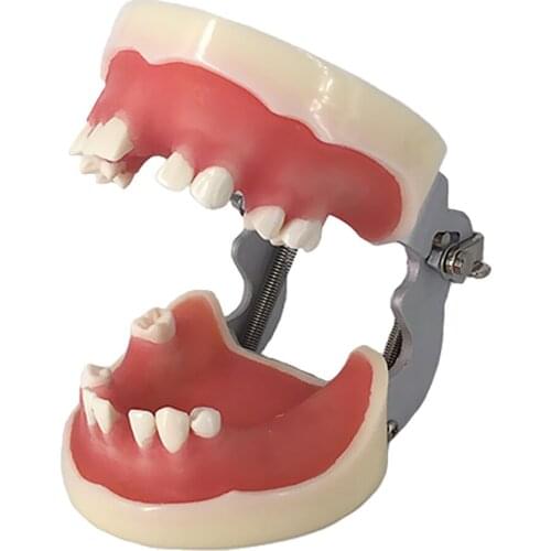 Standard Teeth Model for Learning Teeth Teaching Demonstration Jaw Rack