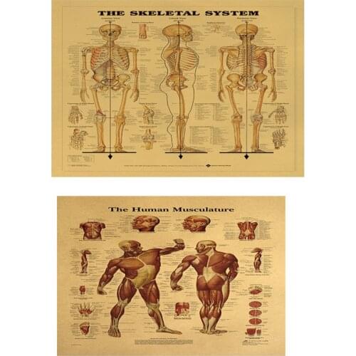 Muscular & Skeletal System Anatomical Poster Set - 2 Chart Set - Human Skeleton & Muscle Anatomy