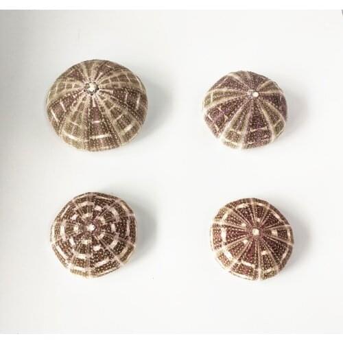 1pcs new Natural real bile conchas shells under the sea party decorations Natural sea urchin craft nautical home