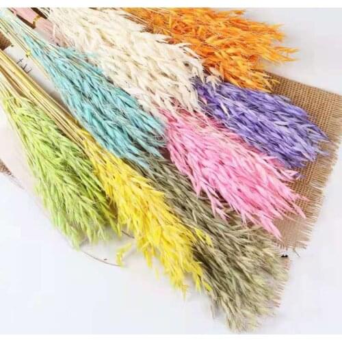 Oat Pampas Grass Natural Dried Flowers Decoration Diy House Handicraft Accessories Interior for Home Decor Wedding Decoration