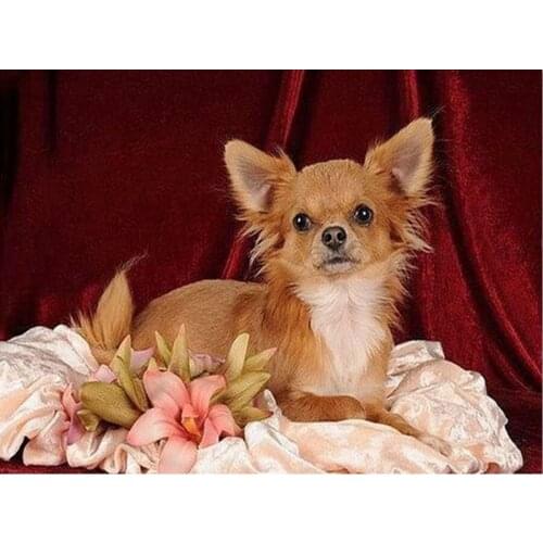 5D DIY Diamond painting Lovely Chihuahua dog Pictures Of Rhinestones Room Decoration diamond Mosaics Diamond embroidery Set L607