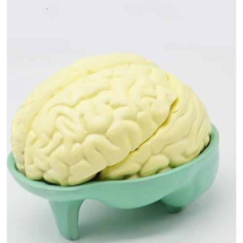 Brain Anatomy Model Natural Large Brain Structure Hemisphere School Biology Teaching Aids Instrument Experimental Apparatus