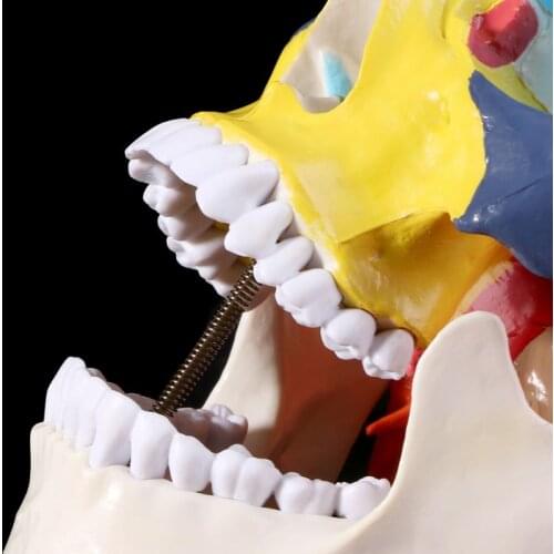 Life Size Colorful Human Skull Model Anatomical Anatomy Teaching Skeleton Head Studying Teaching Supplies M5TE