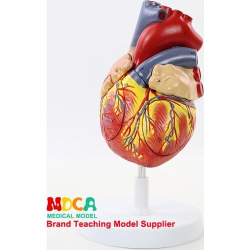 Cardiovascular Medicine Teaching MXZ004 for Human Four-Component Two-fold Large Cardiac Anatomical Model
