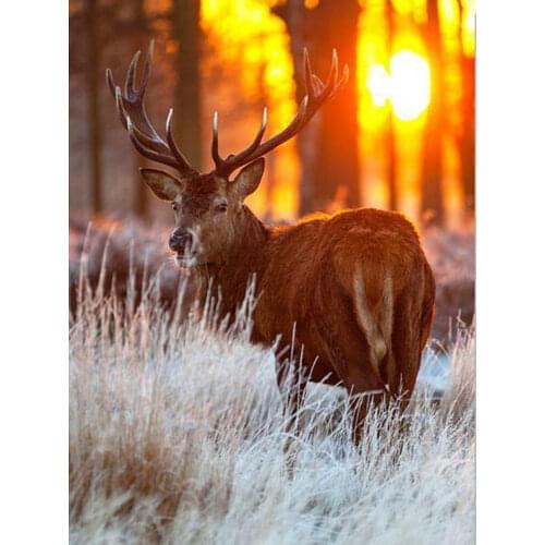 HOME BEAUTY Paintings By Numbers