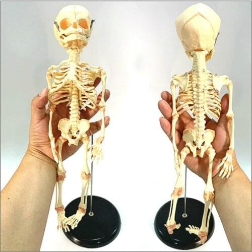 Human infant skeleton model newborn fetal development human skeleton mold detachable micro skull medical teaching aids