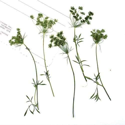 60pcs Side Pressed Dried Ammi Majus Flower With Stalks Plants Herbarium For Times Gems Jewelry Postcard Phone Case Bookmark DIY