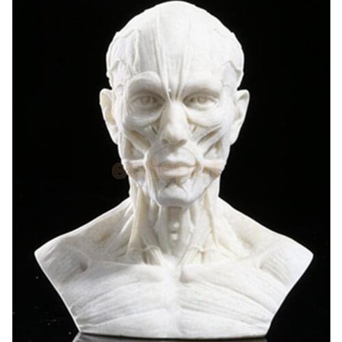 Resin Human Model Anatomy Skull Head Muscle Drawing School Figurine White