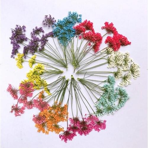 12pcs Pressed Dried Several Ammi Majus Flower With Stalks Plants Herbarium For Times Gems Jewelry Pendant Rings Flower Making