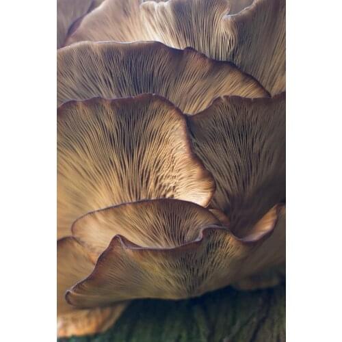 PRESTIJHOME Artistic Painting,Unique Beauty,high quality,Themed Decorative Canvas,Exotic, İnteresting,Fast Delivery From Turkey