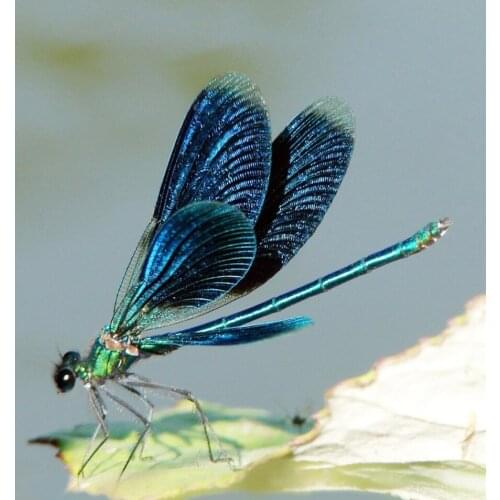 3D Square Diamond Mosaic Diy Diamond Painting Dragonfly Home Decoration Wall Sticker 3D Diamond Embroidery Needlework Home Decor