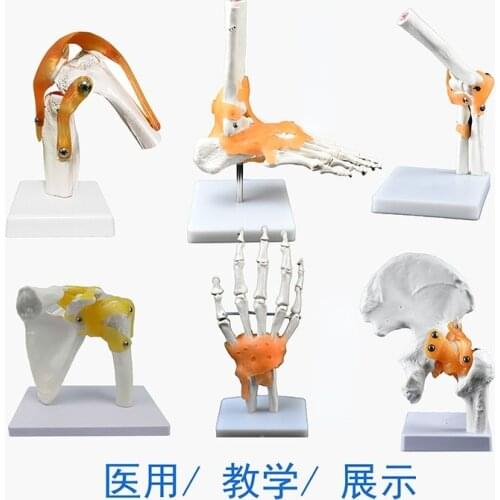 Hand Foot Knee Shoulder Joint Model Ligament Human Anatomy Skeleton Teaching Practice Medical Function Display Orthopedics