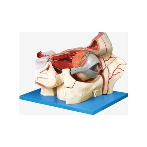 Eyeballs and eyelids Vascular nerve amplification model Eye anatomical model 28*32*41.5cm free shipping