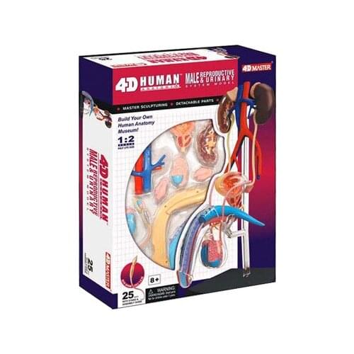 Human body anatomy model male reproductive urinary system model