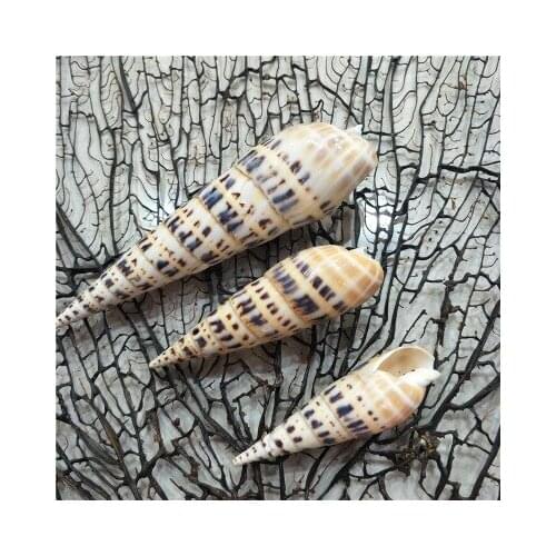 10-12cm natural conch shells fish tank aquarium j landscaping home fashion decoration bamboo snail