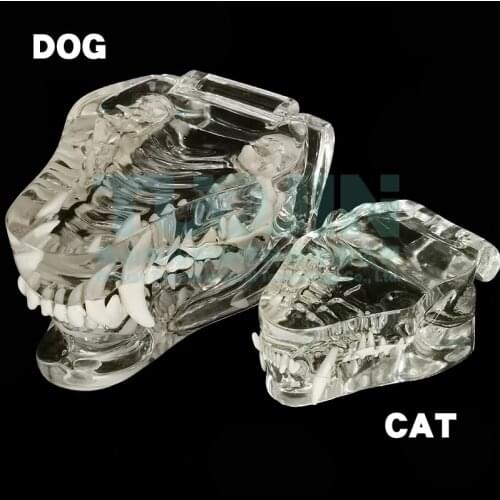 Resin Transparent Dog Cat Teeth Model Dental Teeth Model Animal Resin Teeth Of Dog Cat Tooth For Education